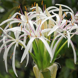 Crinium