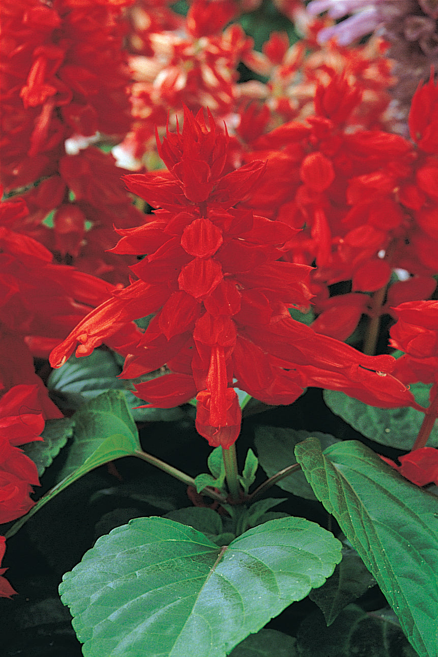 Salvia Denso Red