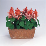 Salvia Denso Salmon