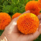 African Marigold Summer Spl Double Orange